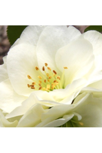 Айва красива Юкіготен на штамбі